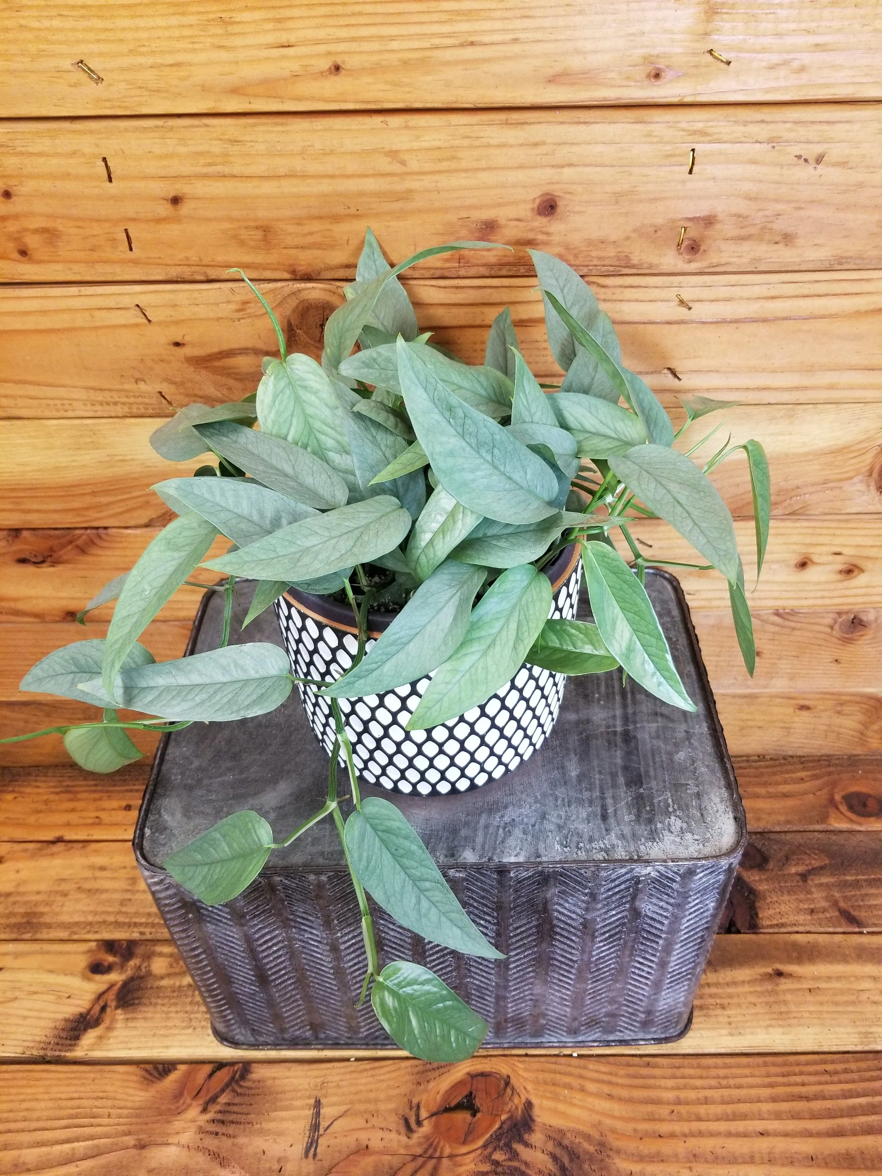 Epipremnum Pinnatum Cebu Blue, 6" Plant