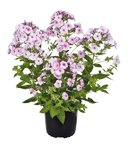 Volcano® Soft Pink with Dark Eye Garden Phlox